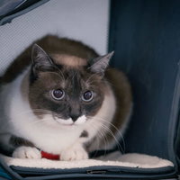 辺りを気にして猫ボックスから出てこない警戒する猫の写真