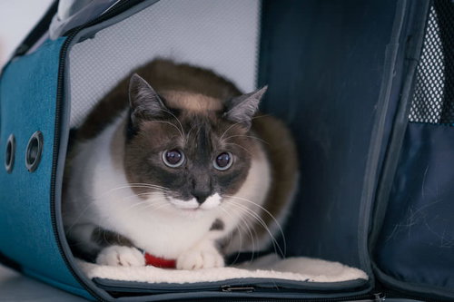 辺りを気にして猫ボックスから出てこない警戒する猫