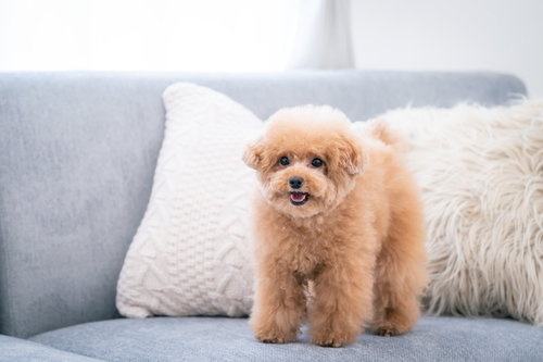 グレーのソファーの上でくつろぐトイプードル