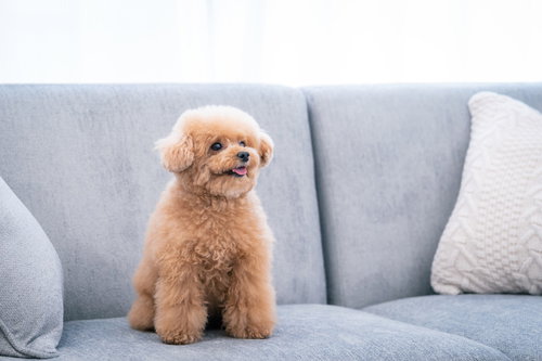 グレーのソファーの上で行儀よくお座りする茶色いトイプードル