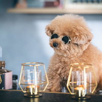 BARカウンター越しのサングラス姿のトイプードルの写真