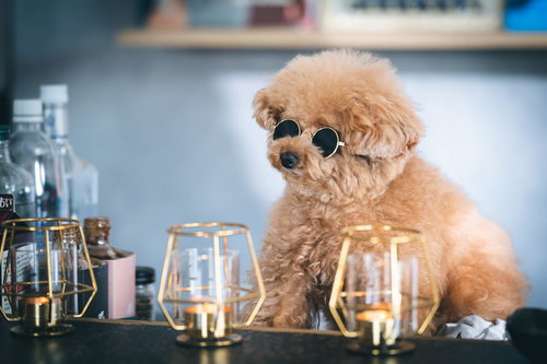 BARカウンター越しのサングラス姿のトイプードル