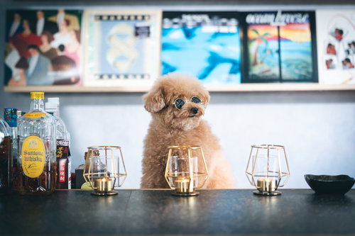 トイプードルのサングラスに反射するBARカウンターの天井