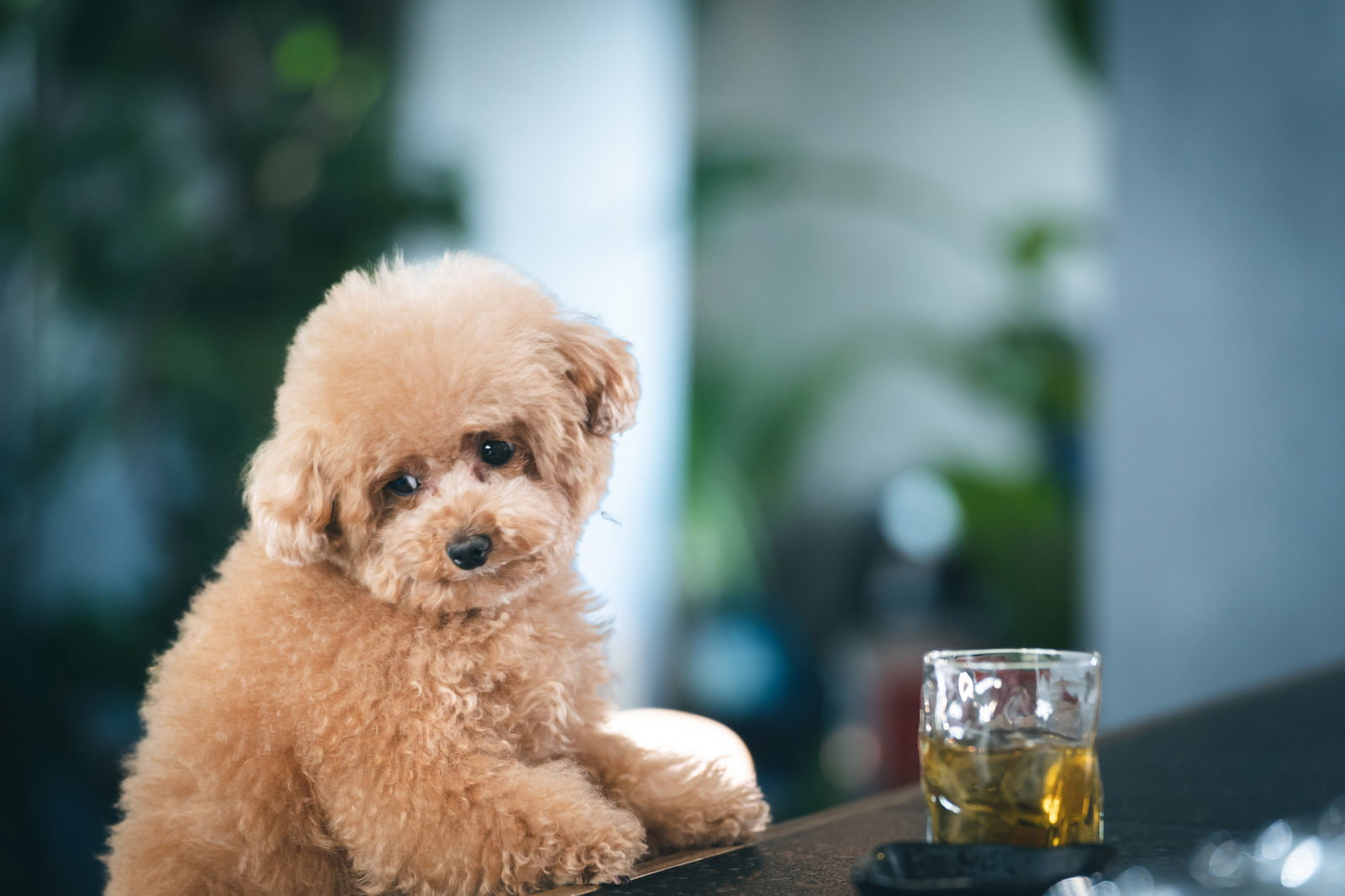 BARのカウンターで待ちぼうけをする茶色のトイプードル［モデル：こてつ］