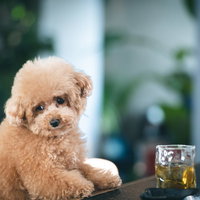 BARカウンターで待ちぼうけするトイプードルの写真