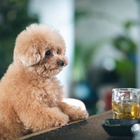 潤んだ瞳でひとり飲みするトイプードル、バーカウンターで一杯の写真