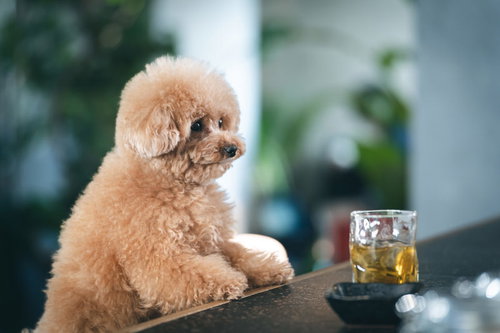 潤んだ瞳でひとり飲みするトイプードル、バーカウンターで一杯