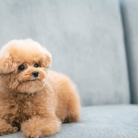 グレーのソファーで伏せするクリーム色のトイプードルの写真
