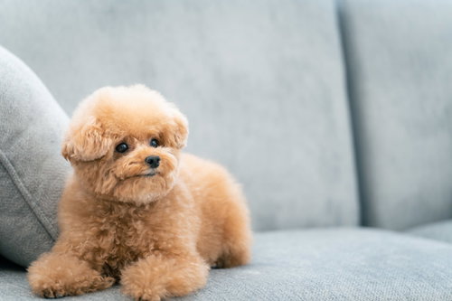 グレーのソファーで伏せするクリーム色のトイプードル