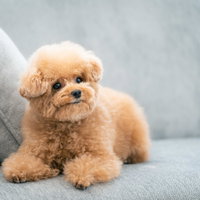 つぶらな瞳で伏せするクリーム色のトイプードルの写真