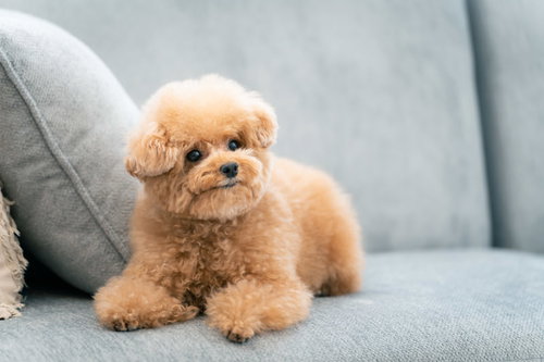 つぶらな瞳で伏せするクリーム色のトイプードル