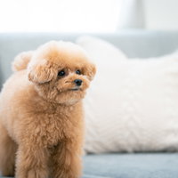 つぶらな瞳で見つめるトイプードルの写真