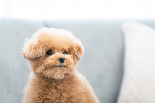 つぶらな瞳で見つめるもふもふのトイプードル