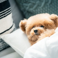 枕の上で気持ちよさそうに眠るトイプードルの写真