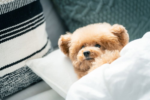 枕の上で気持ちよさそうに眠るトイプードル