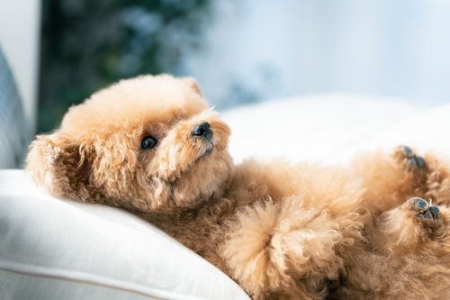 横たわるもふもふのトイプードル、つぶらな瞳でリラックス