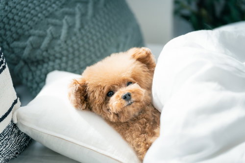 白いベッドで丸くなって眠るトイプードルの寝顔