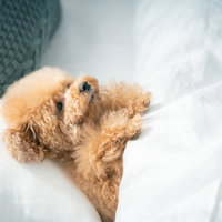 白いタオルに包まれた寝落ち寸前のトイプードルの写真