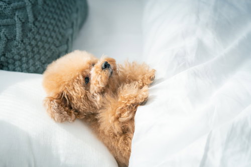 白いタオルに包まれた寝落ち寸前のトイプードル