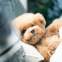 就寝前のトイプードルがつぶらな瞳でこちらを見つめるの写真