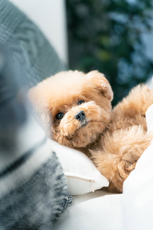就寝前のトイプードルがつぶらな瞳でこちらを見つめる