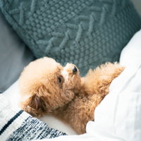ヒトのように毛布に包まれて就寝中のトイプードルの写真
