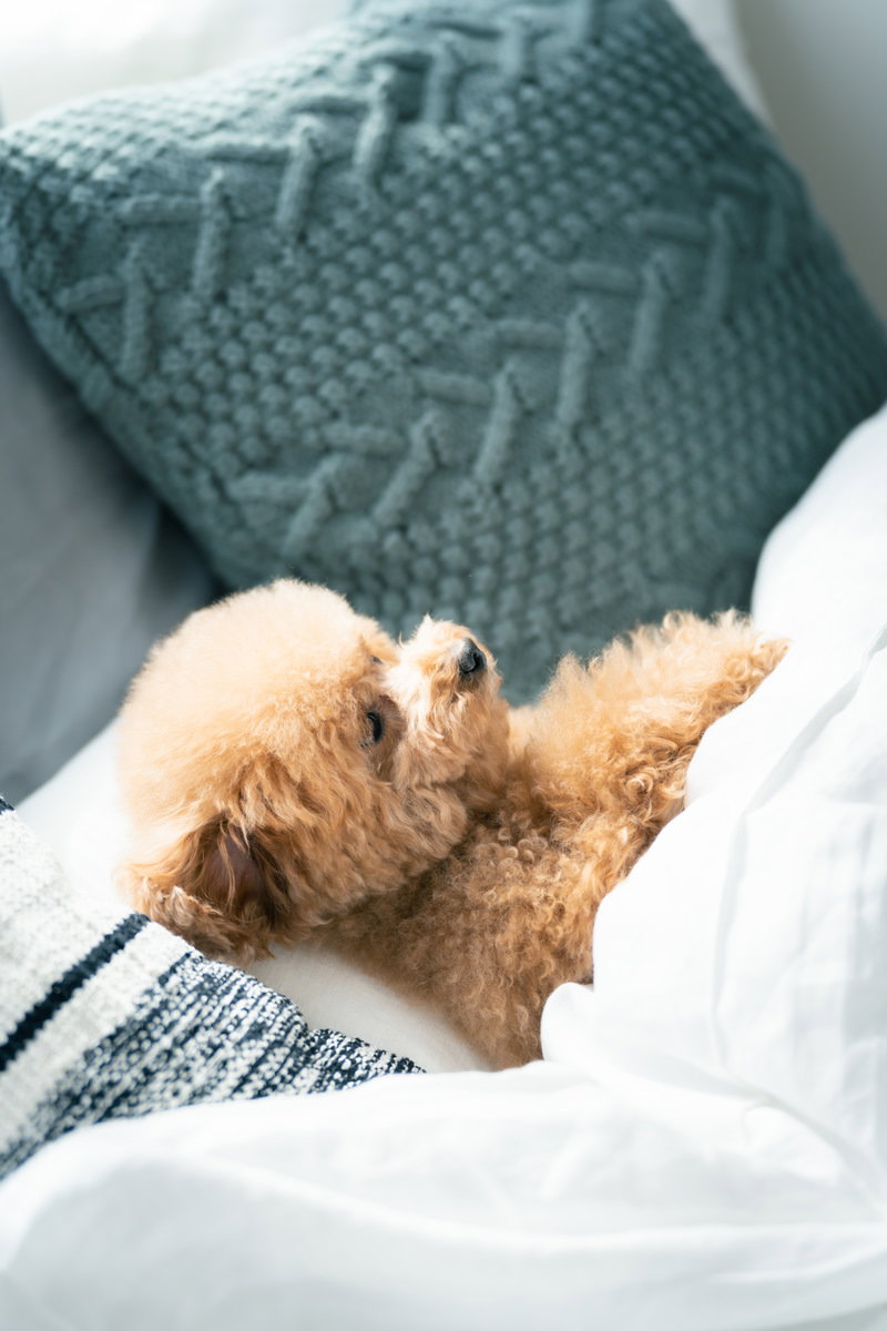 ベッドで毛布をかけて眠っている茶色のトイプードル［モデル：こてつ］