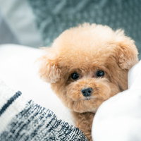 つぶらな瞳でこちらを見つめる茶色のトイプードルの写真