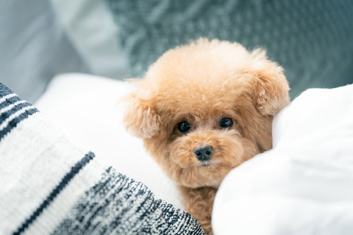 つぶらな瞳でこちらを見つめる茶色のトイプードル