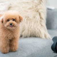 ソファーの上でカメラを見つめるトイプードルの撮影の写真