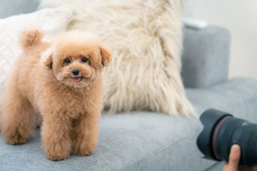 ソファーの上でカメラを見つめるトイプードルの撮影