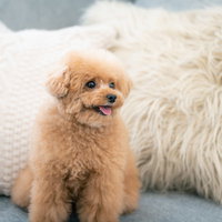 白いソファーの上を陣取るトイプードルのお座りポーズの写真