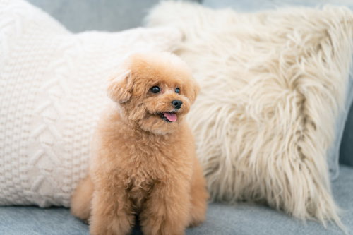 白いソファーの上を陣取るトイプードルのお座りポーズ