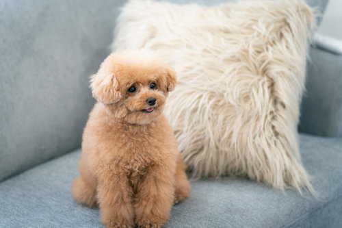 ソファーの上で行儀よくお座りするアプリコットカラーのトイプードル