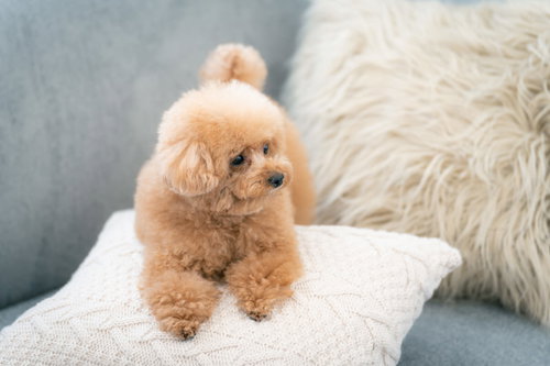 白いクッションの上で伏せをするトイプードル