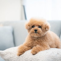 つぶらな瞳で伏せるトイプードル、前足をクッションに乗せてくつろぐの写真