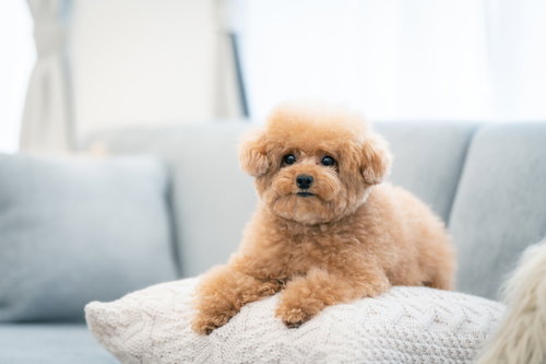 つぶらな瞳で伏せるトイプードル、前足をクッションに乗せてくつろぐ