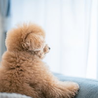 窓辺で飼い主を待つトイプードルの後ろ姿、ソファーに座るの写真