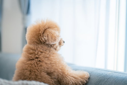 窓辺で飼い主を待つトイプードルの後ろ姿、ソファーに座る