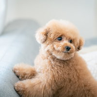 後ろを振り返るトイプードルの愛らしい表情の写真