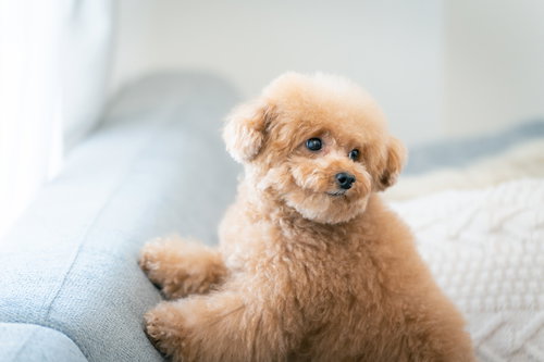 後ろを振り返るトイプードルの愛らしい表情
