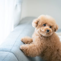 ソファーで振り返るつぶらな瞳のトイプードルの写真