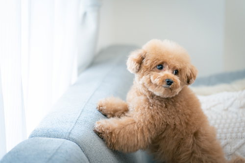 ソファーで振り返るつぶらな瞳のトイプードル