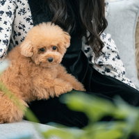 飼い主の膝の上でくつろぐトイプードルのペット写真の写真