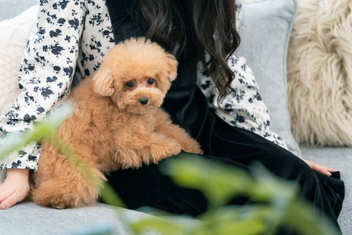 飼い主の膝の上でくつろぐトイプードルのペット写真