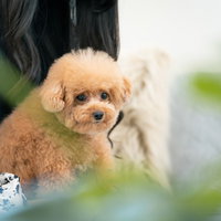 飼い主の腕に抱かれ見つめる茶色のトイプードルとのスキンシップの写真