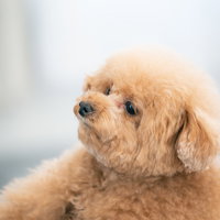 目が虚ろな表情のクリーム色トイプードルの愛犬の写真