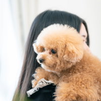 飼い主に抱っこされるトイプードルの写真