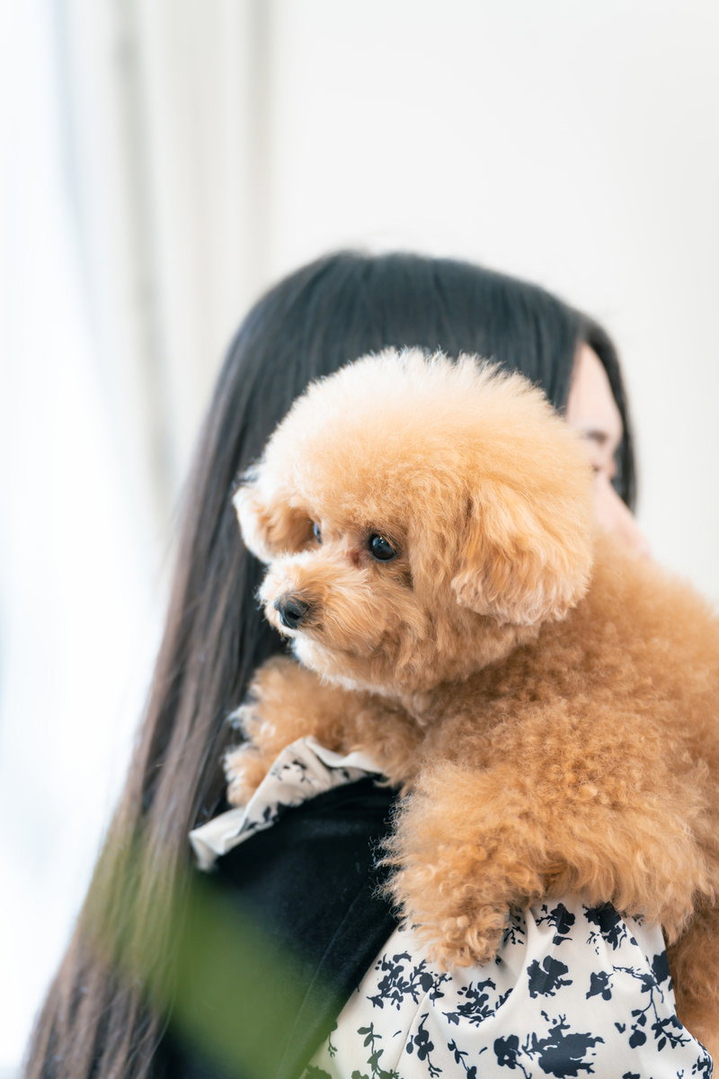 飼い主の腕に抱かれて安心した表情を見せる茶色いトイプードル［モデル：こてつ］