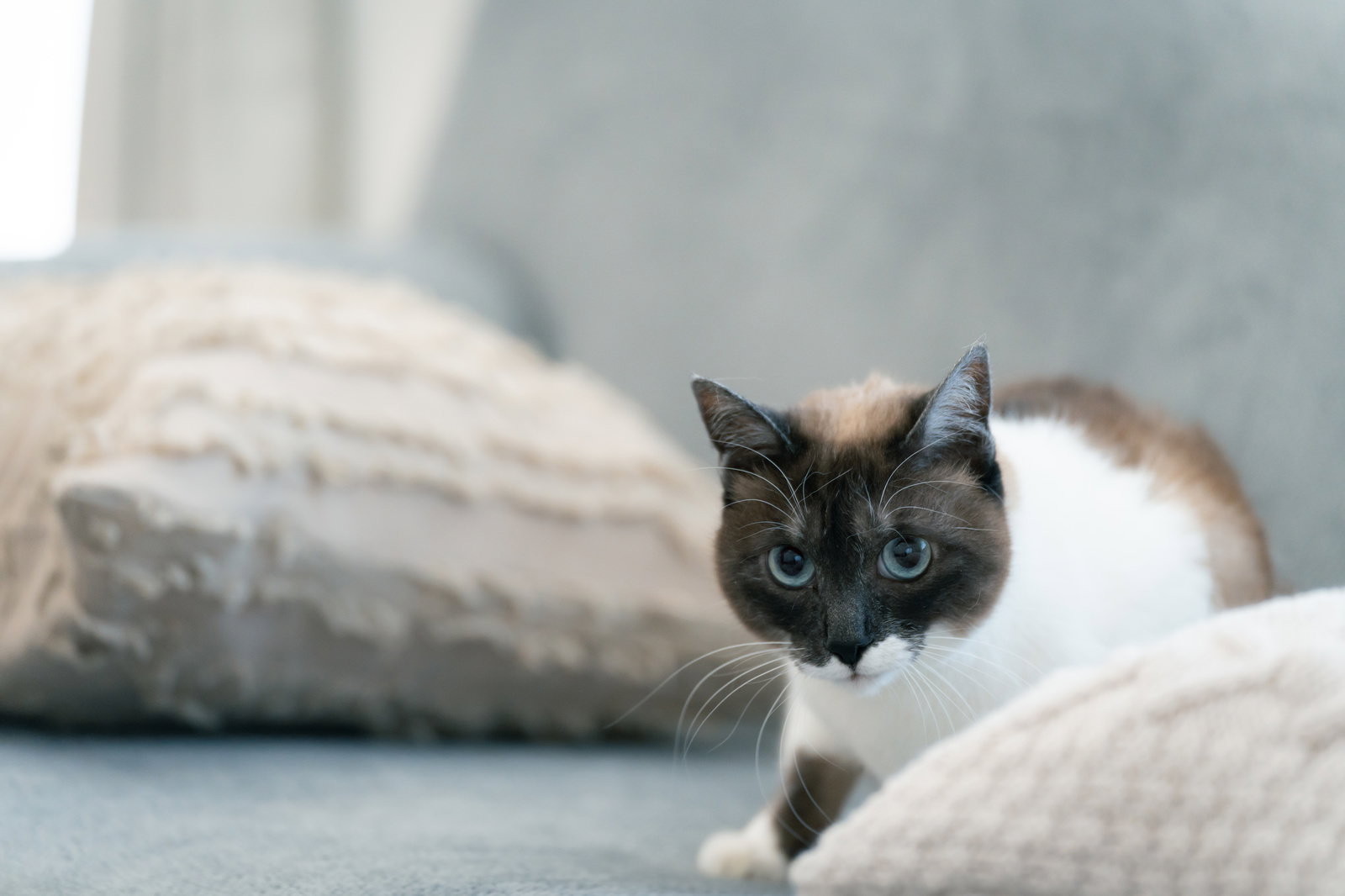 白いクッションの陰から警戒した表情で顔を覗かせる黒白の猫［モデル：プー］